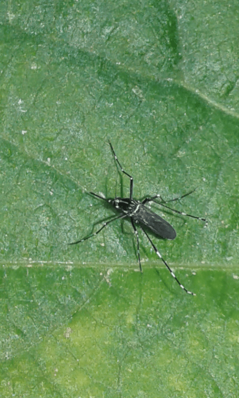 Culicidae : Aedes albopictus